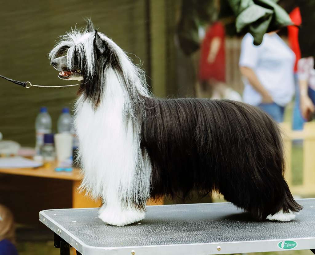 Apriori Vip Shantill'y