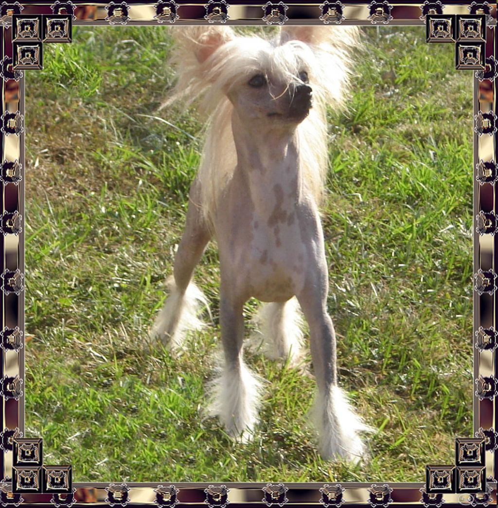 Leewins Fire Fox Ceasar