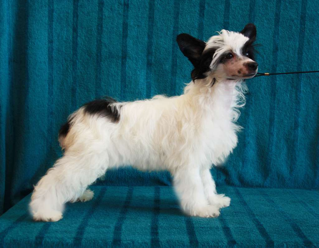 Charuyuschiy Soblazn Iskorka