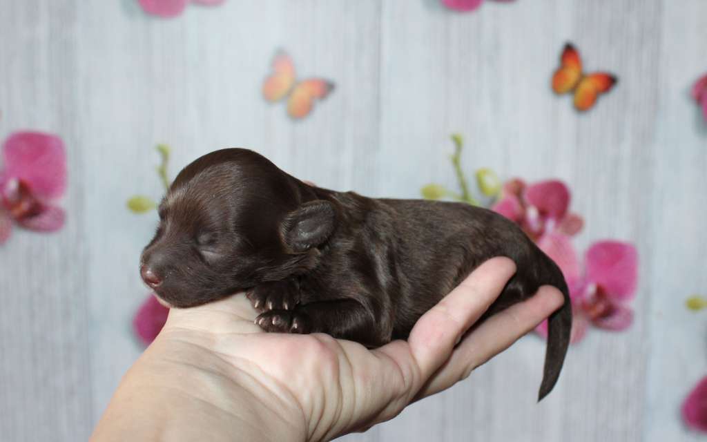 Charuyuschiy Soblazn Eclair