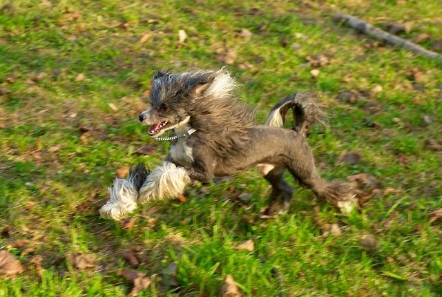 Mashama Mazi Rus Omvancha Zaki