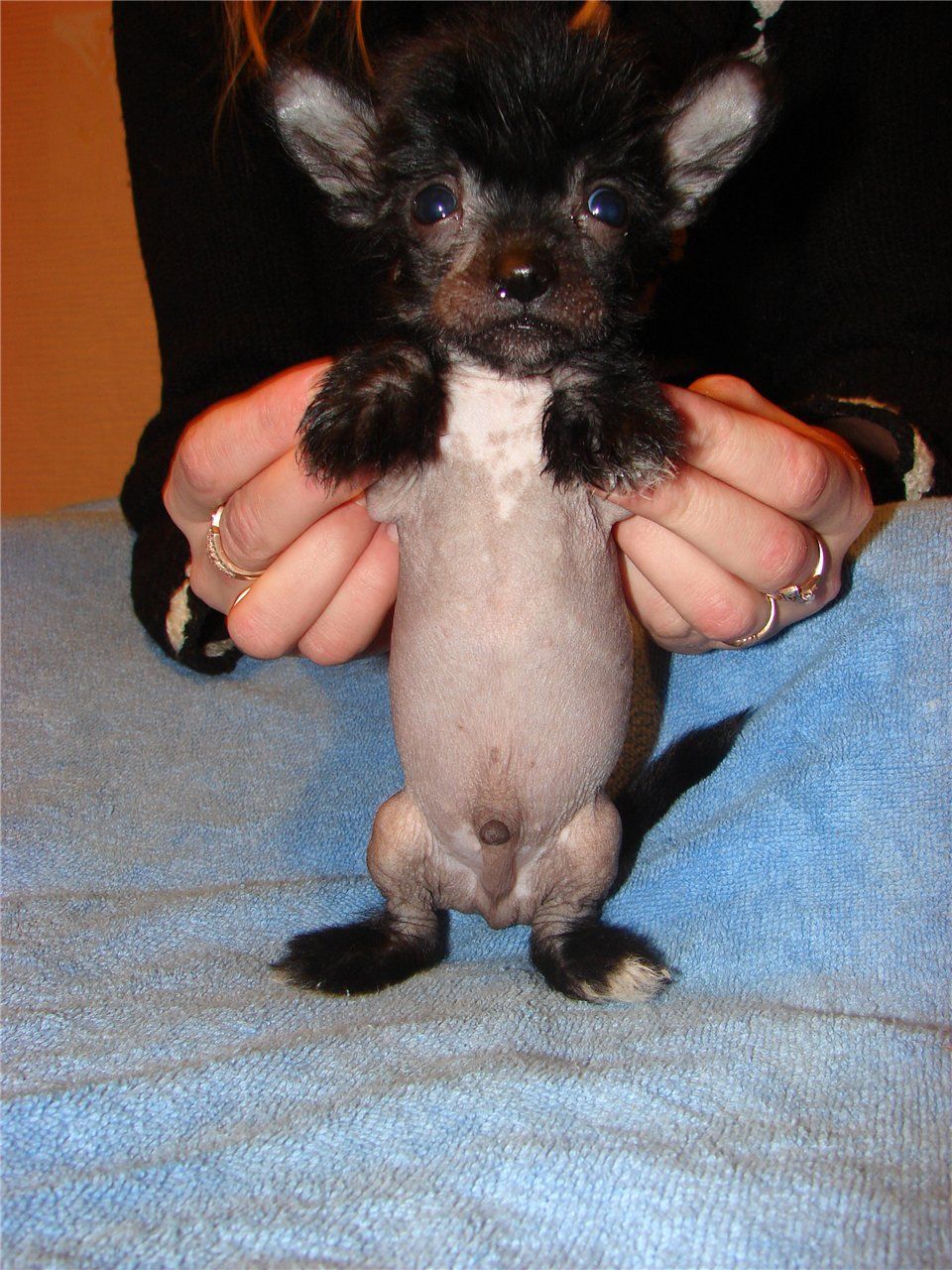 Oazis Bronze East Sharm