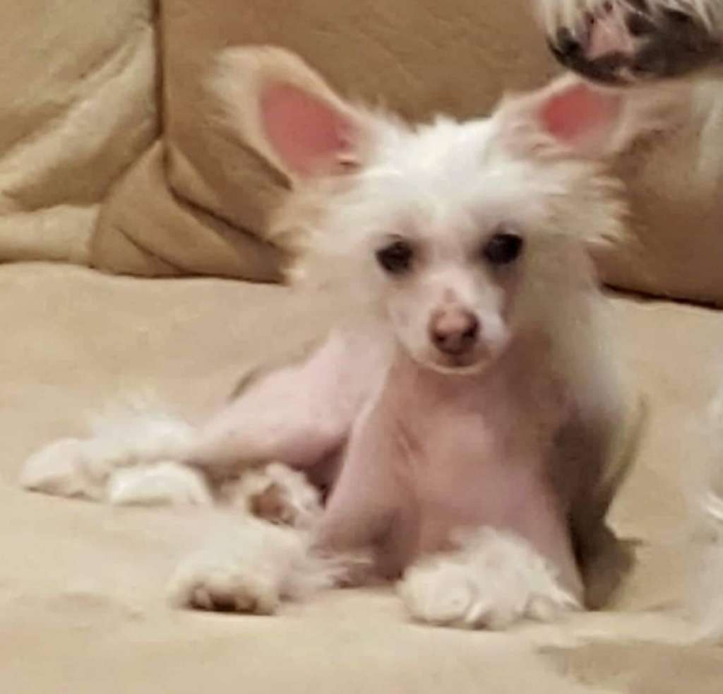 Tereiroa Kaapura Manu For Koreke