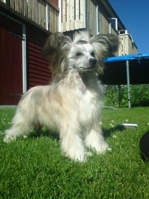 Lucky Line's Nico Is My Name