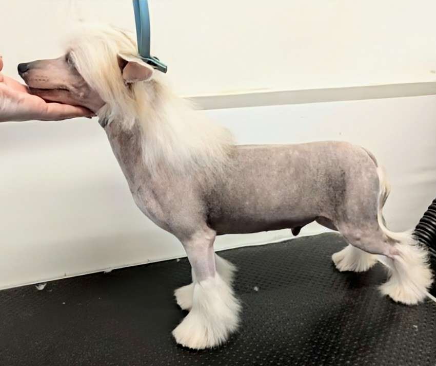 Denali's Louis Vuitton