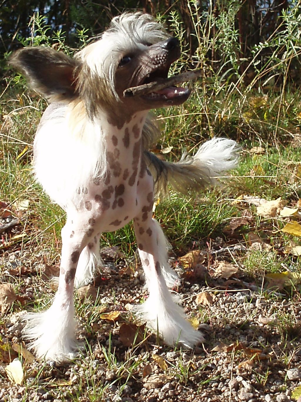 Kuutarhan Vappuhulina