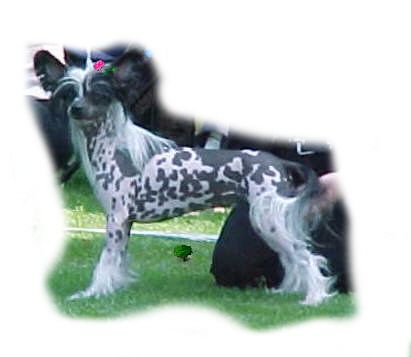 Mocci'z Black Velvet