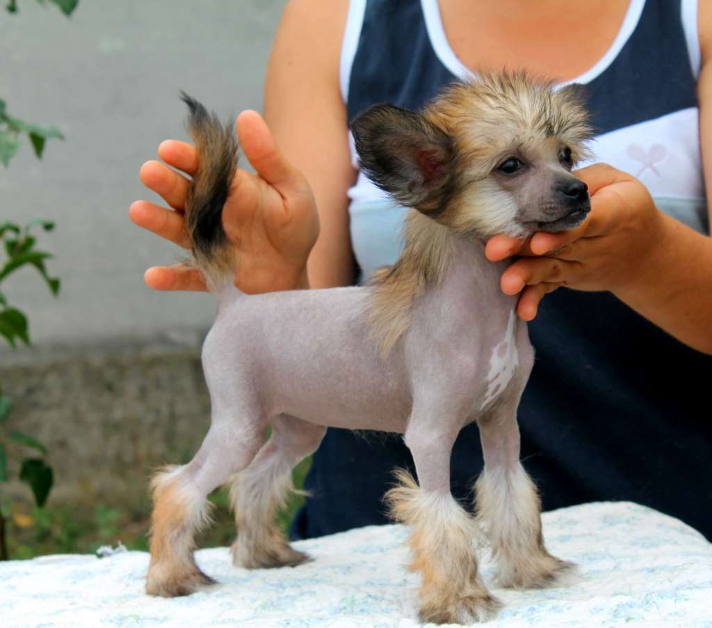 Orabell Molosos Gratzi