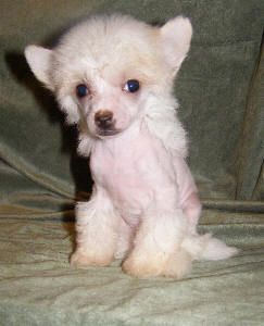 Mstical Little Toni Tigger