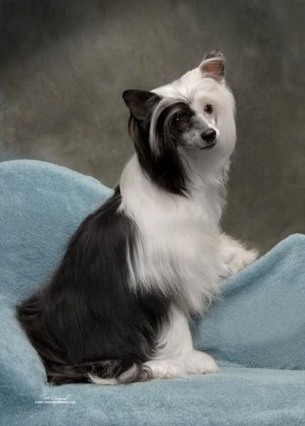 Silver Bluff Forget Me Knot