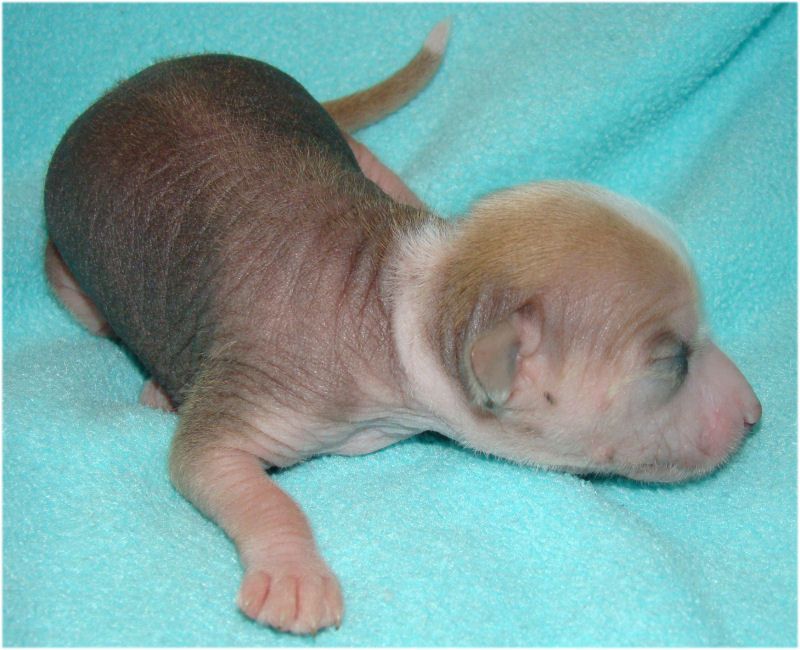 Baby Pearl Tennessee