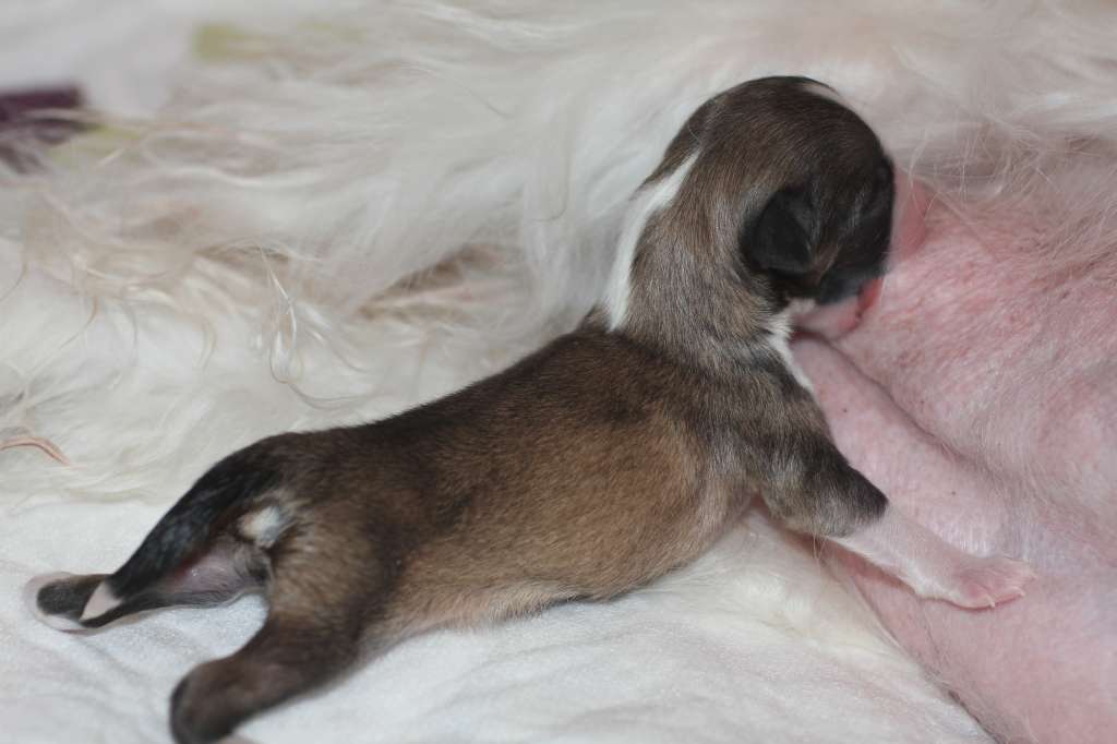 Picture