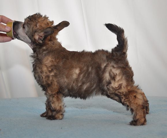 Artic Flyer's Ivory Rose