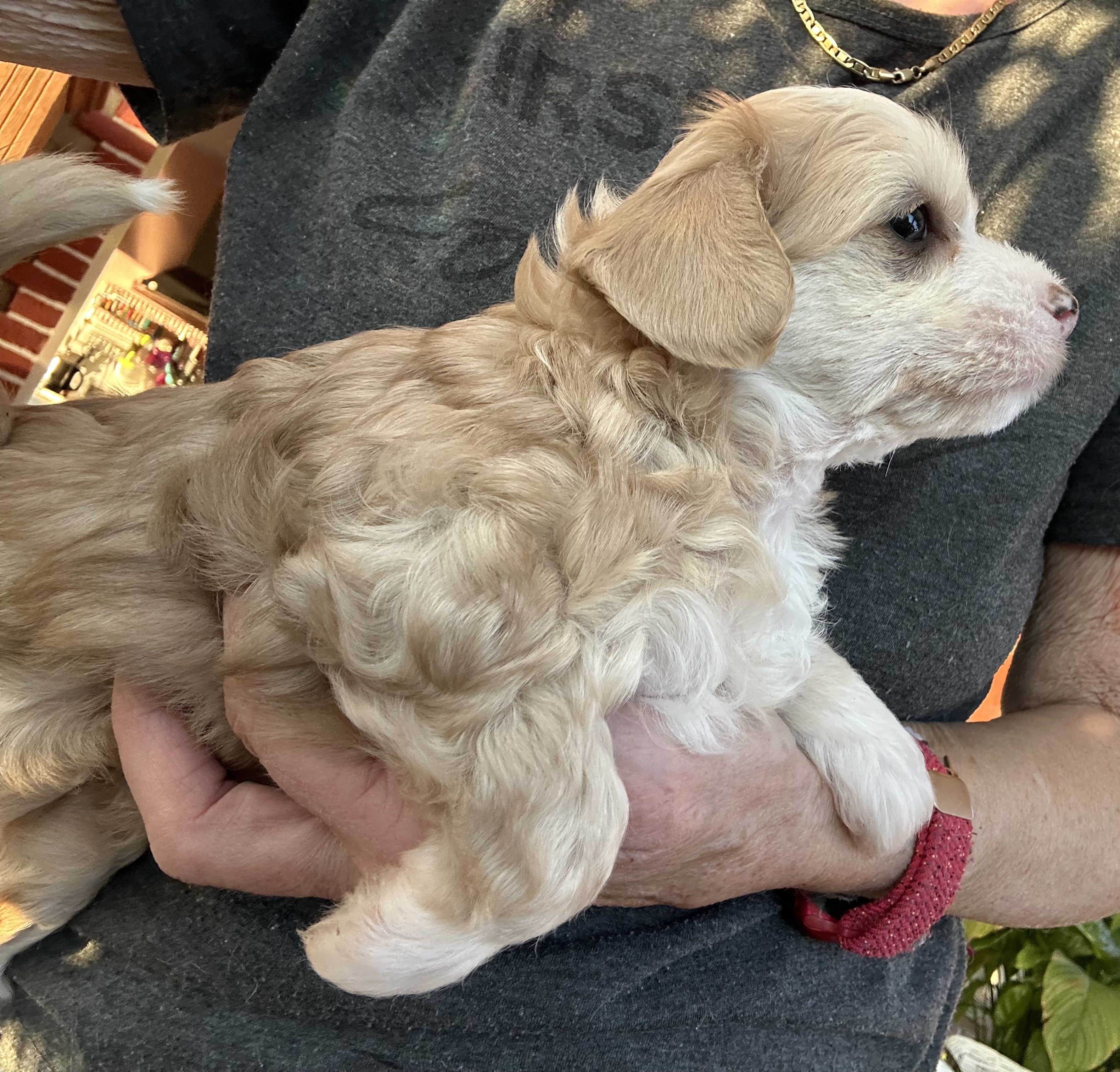 Buster von Shinbashi