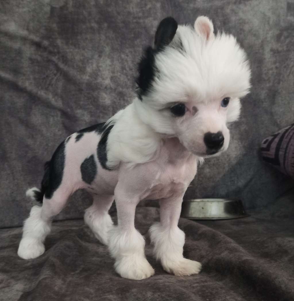 Peneloppa Bonus Westtai