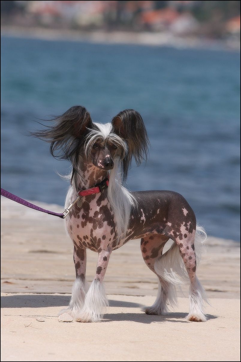 Orionis Bellatrix  Avokaduh