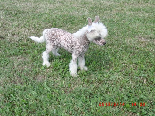 Checker vom Eifeldiamant