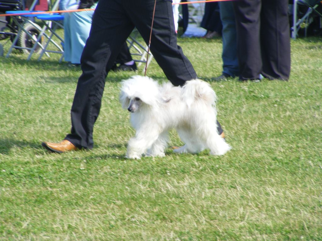 Doucai Cocoa and Cream