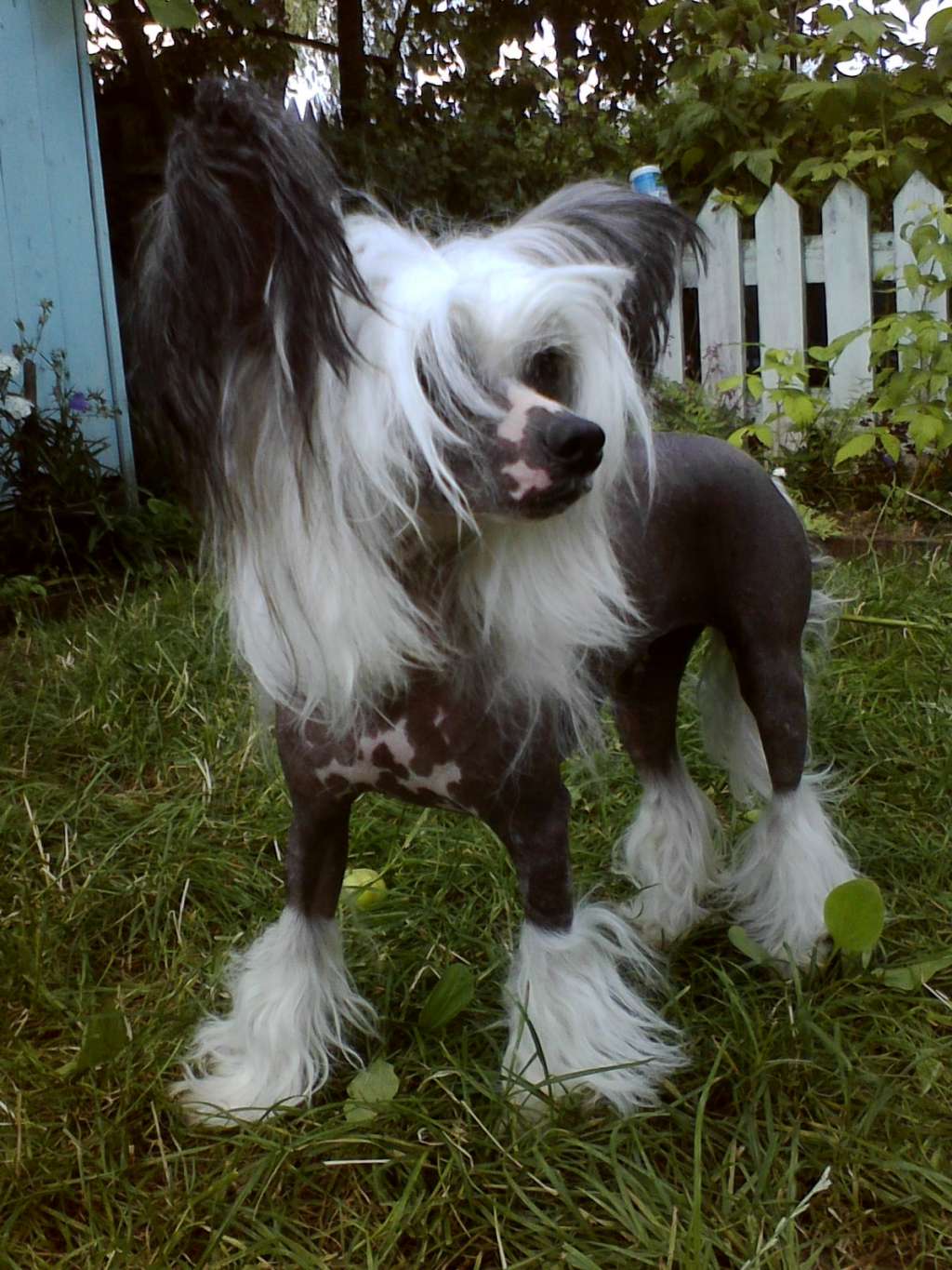 Bi-lav plus hilarity