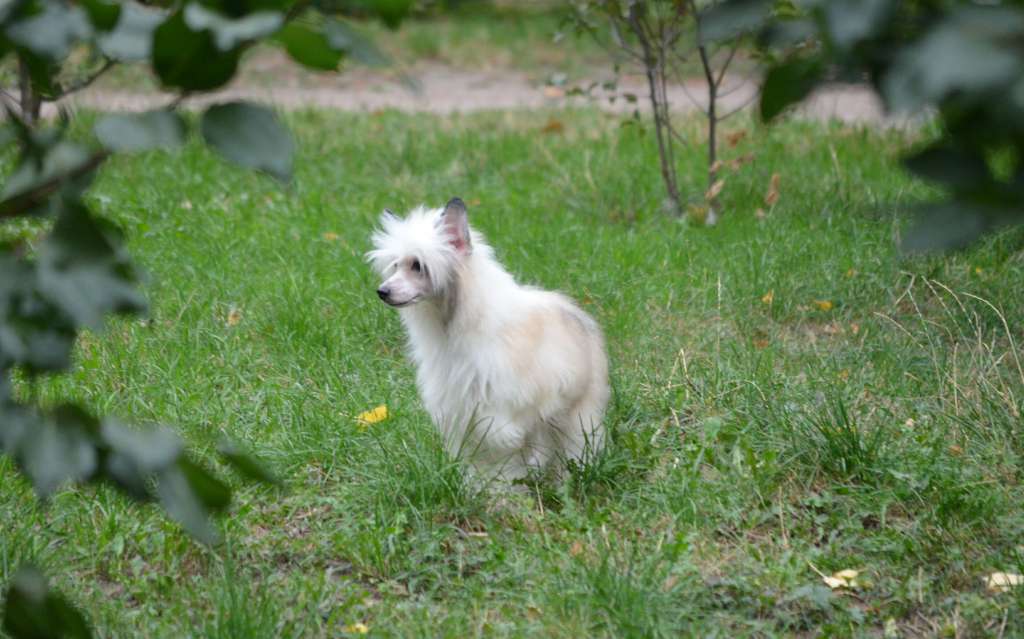 Magic of Success Emerald Gold Fused