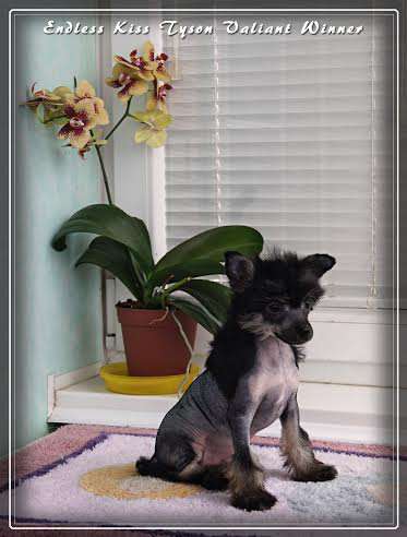 Endless Kiss Tyson  Valiant Winner