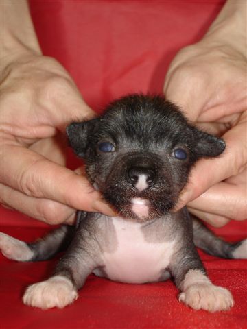 Arctic  Glow  Vayt  Starlit Boy