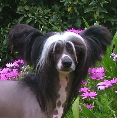 Wumao Walk Like A Man  