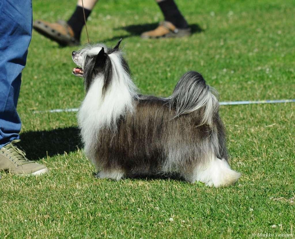 Sirocco Gluttony Above Beauty