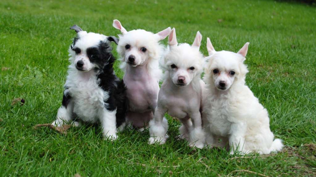 Carry z Valdorfskych lesu