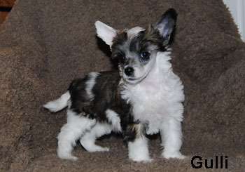 Krysolit Looking Dapper