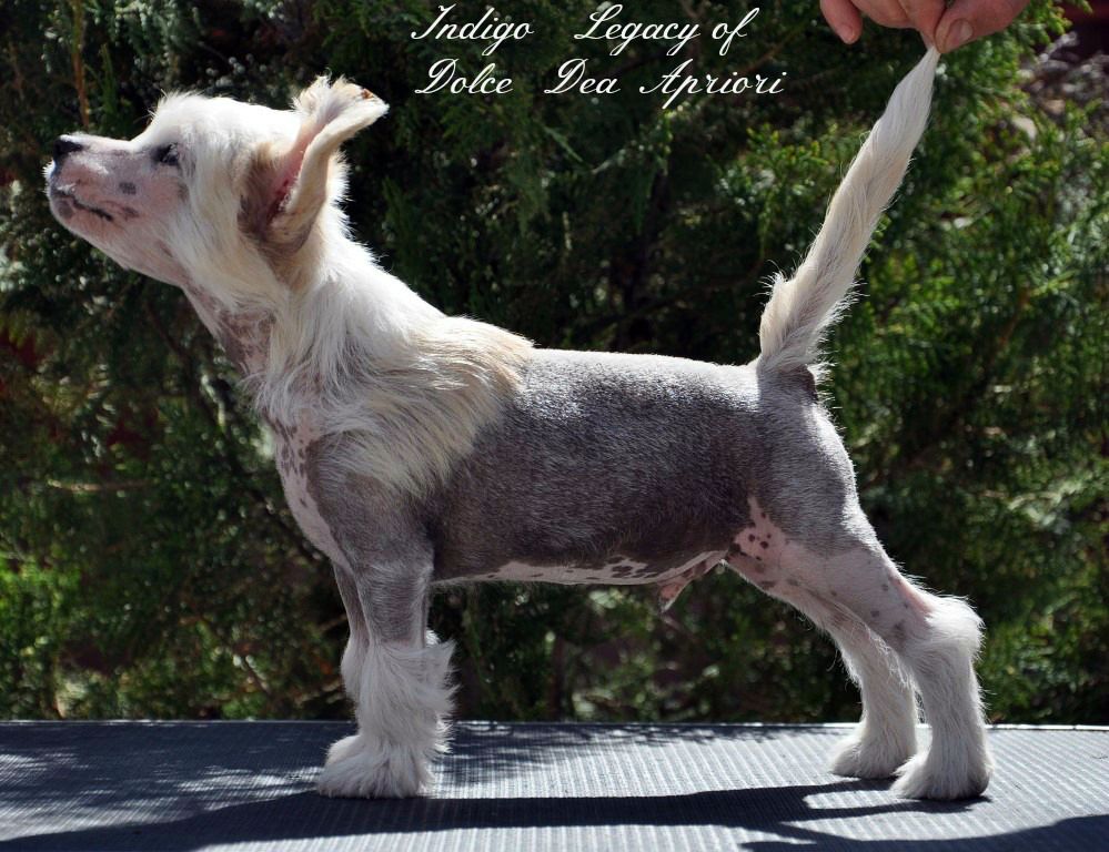Indigo  Legacy of Dolce Dea Apriori