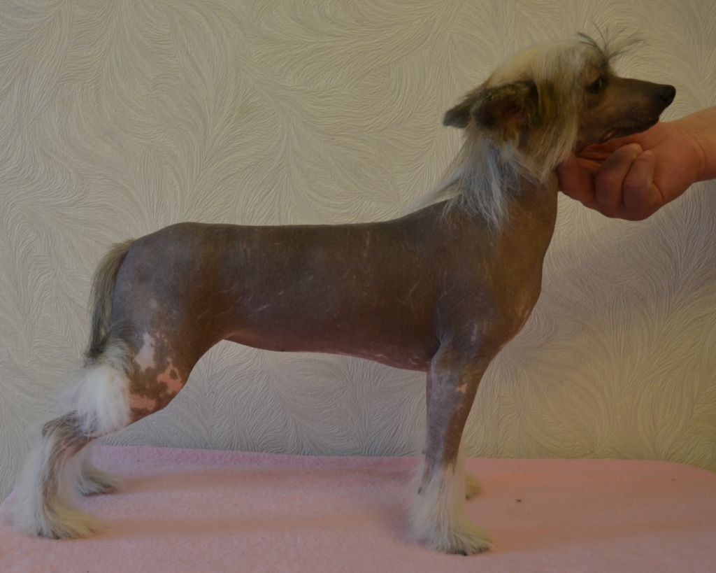 GOLLEND Istennaia Pervaia Ledi