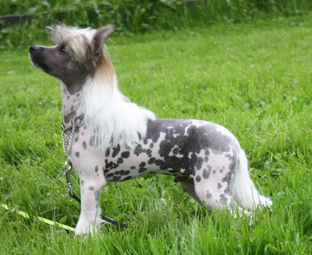 Sarita's lov Dog's Golden Special