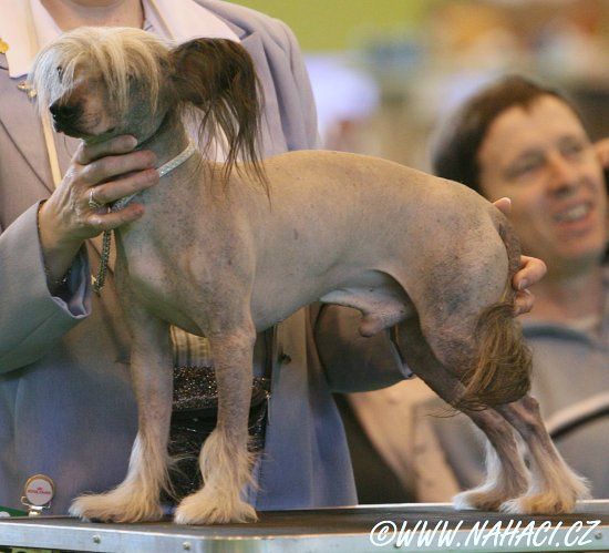 Blandora Thats My Boy of Xanada 