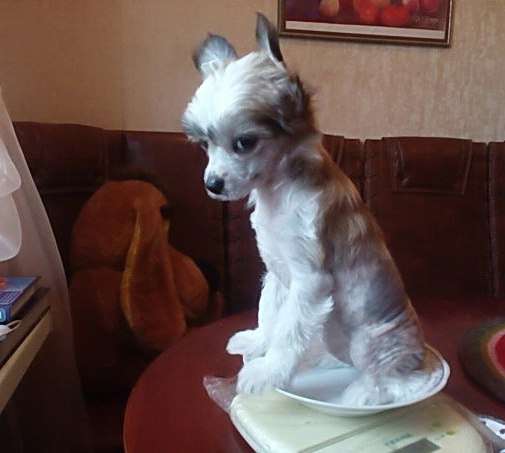 Sapfir iz Tsarskogo Sela Chetana