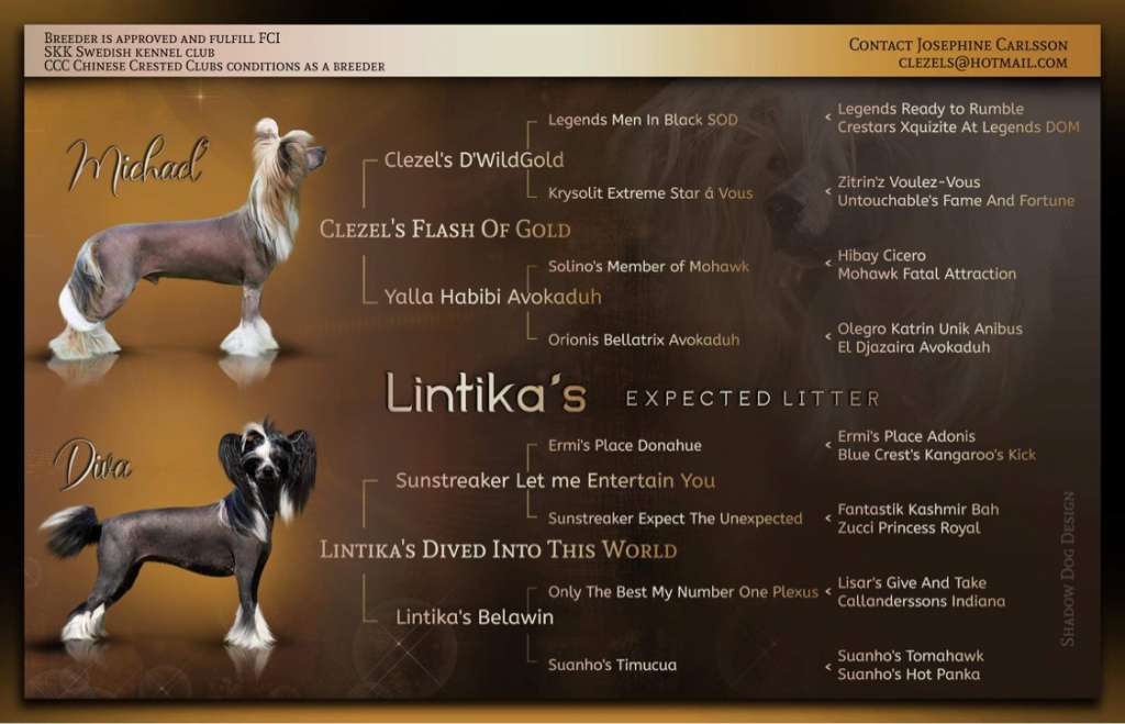 Lintika's Dived into this World