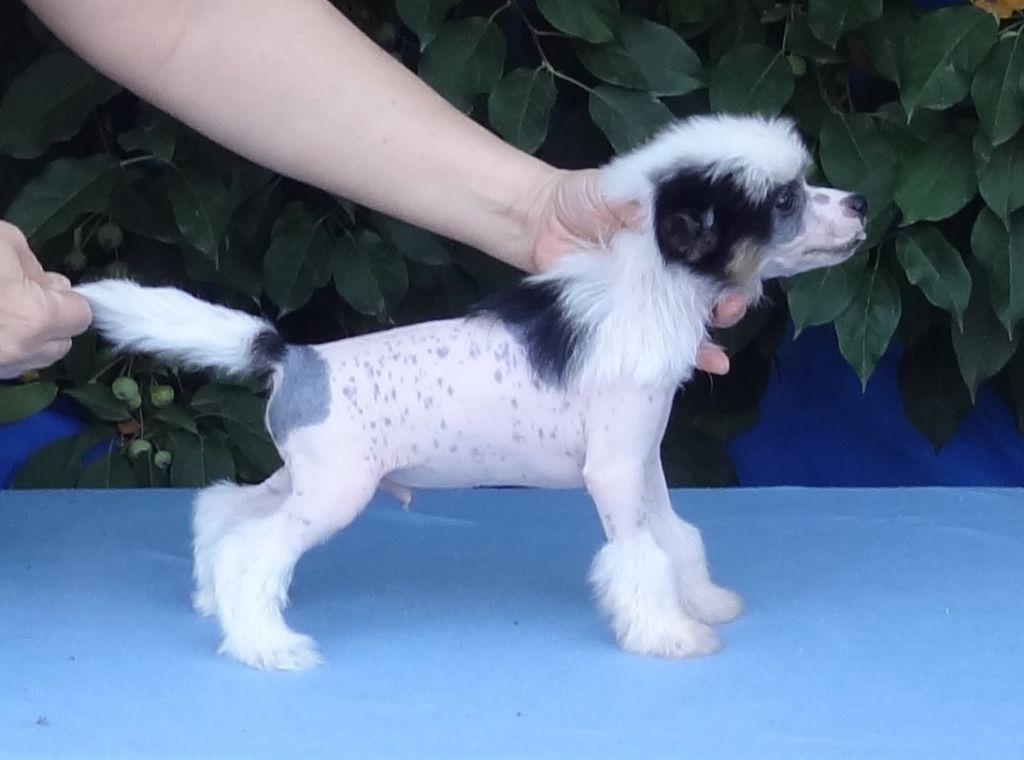 Naimuluna Line Figaro