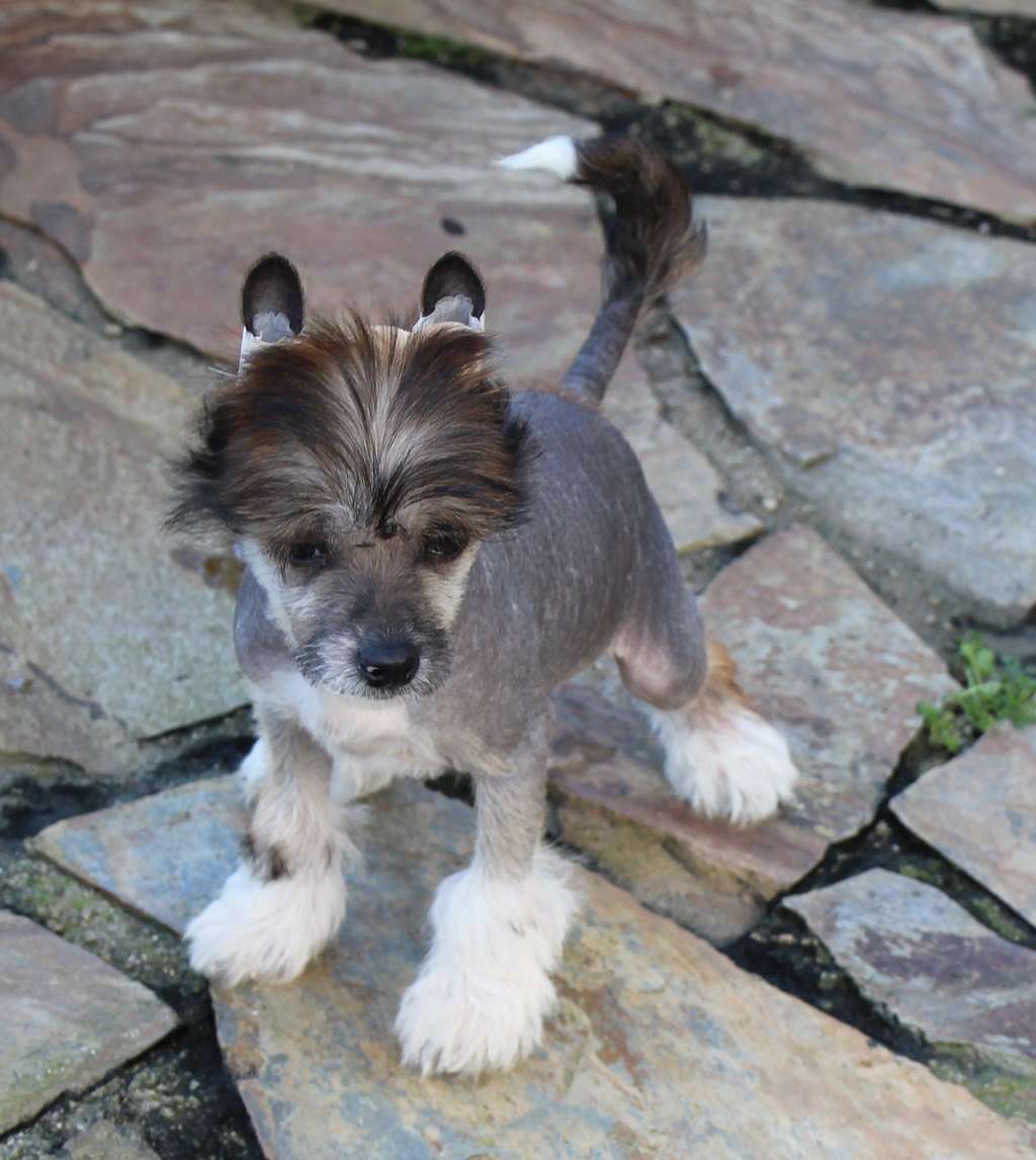 Unbashed leving prince de Almamasan