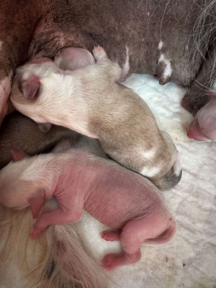 Beauty with Magic de Sothis