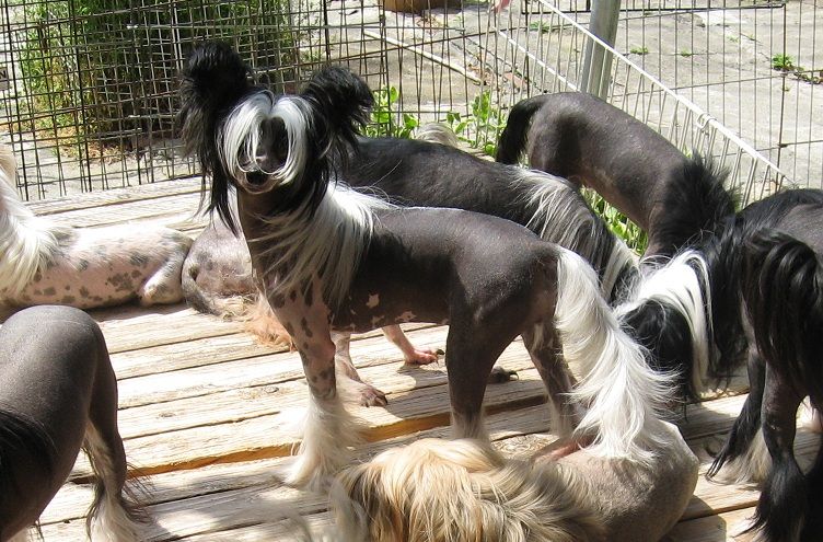 Rino Anne JP Junoesque