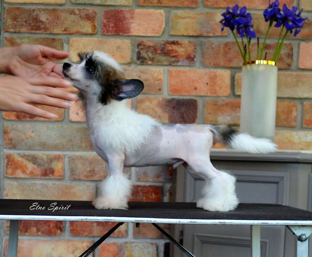 Etno Spirit Nobody Else