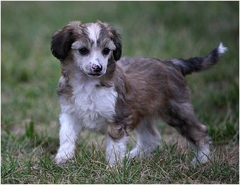 Florris di Texi Dandy Mate