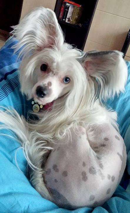 ORIANA z Gwiazd Kasjopei