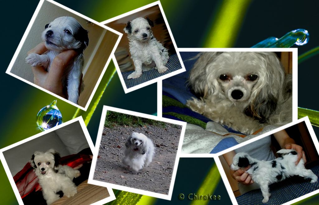 A Capella of Chippendale's Chirokee