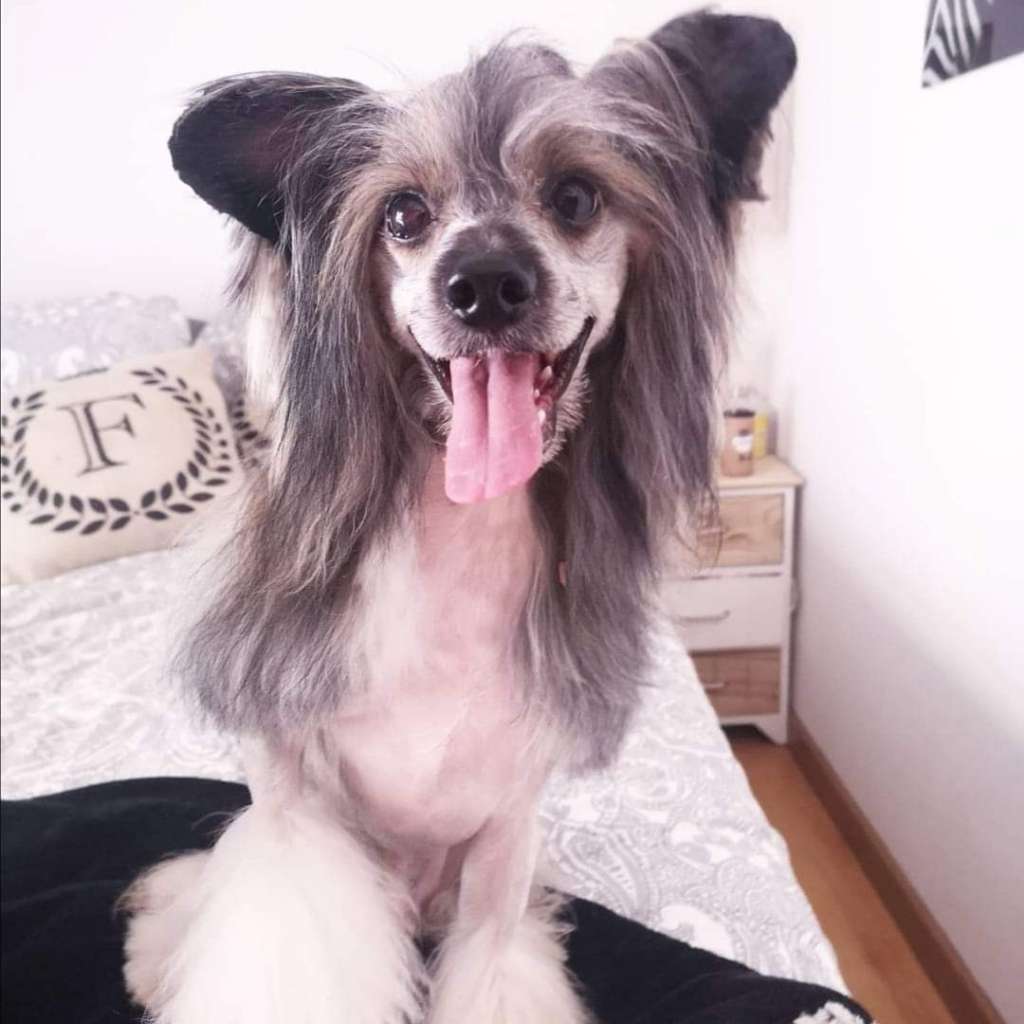 Magnus Staff Towers Kio