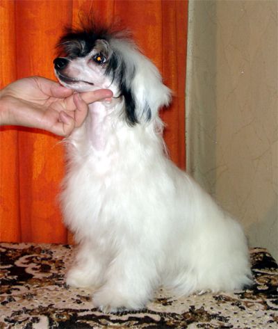 Bi-lav Plus Show The Girl