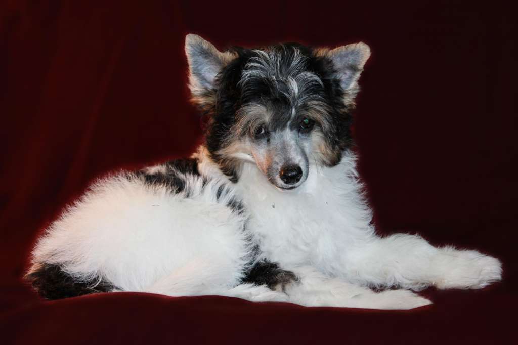 Laisan Island Zvezdnyi Lev (puff)