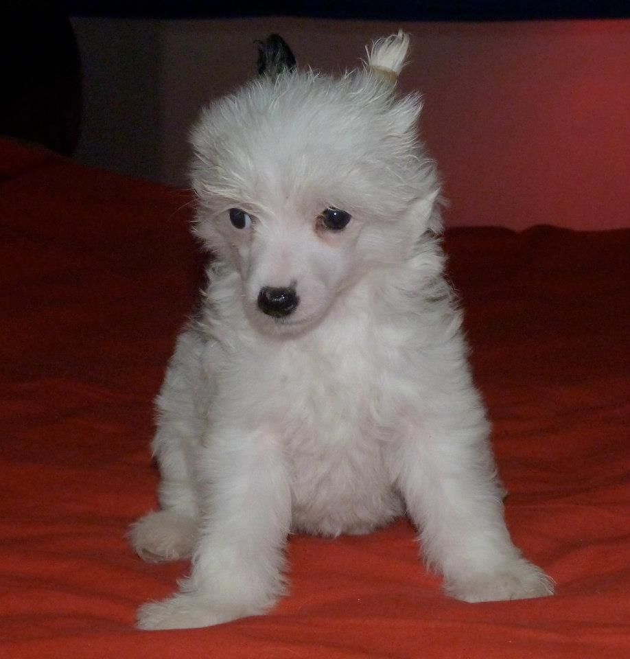 Taï Mandchou's Iphise Lully