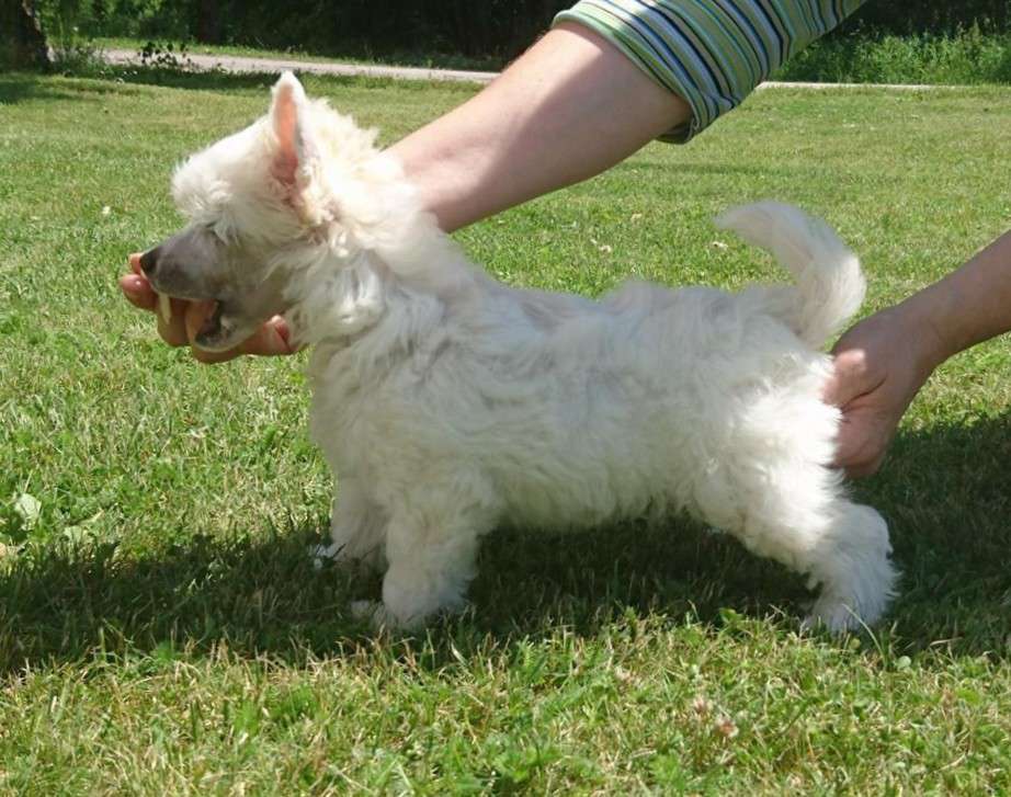 Proud Pony One Direction