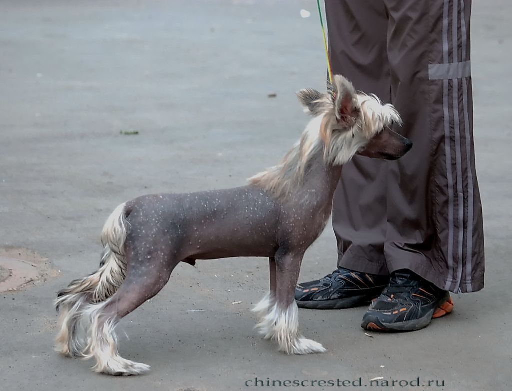 Irgen Gold Dzonni Depp